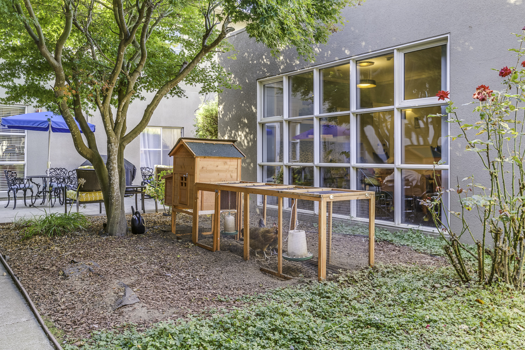 Chicken Coop Chicken Coop